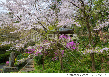 Jikoji Temple, which colors the spring of Satoyama 76525564