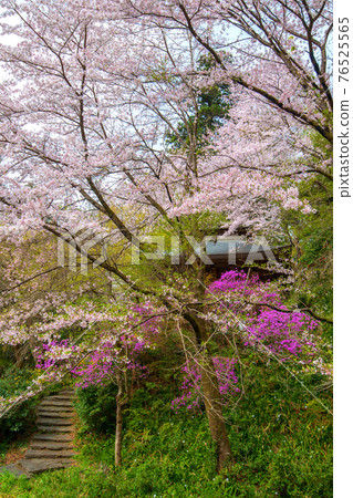 Jikoji Temple, which colors the spring of Satoyama 76525565