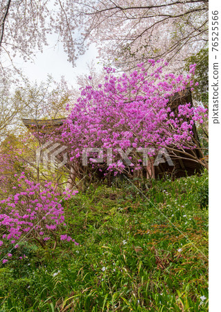 Jikoji Temple, which colors the spring of Satoyama 76525566
