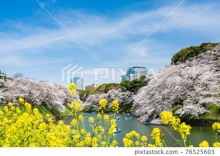 櫻花和油菜花共同主演的千鳥淵 照片素材 圖片 圖庫