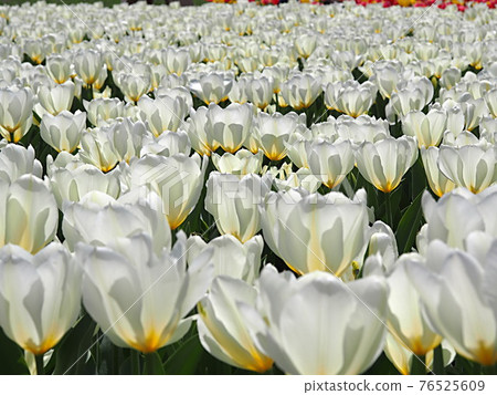 一群白色的鬱金香花 76525609