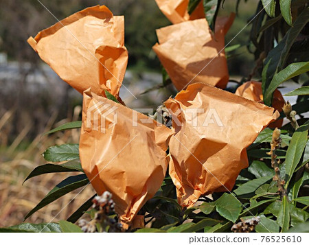 Loquat fruit in a bag 76525610