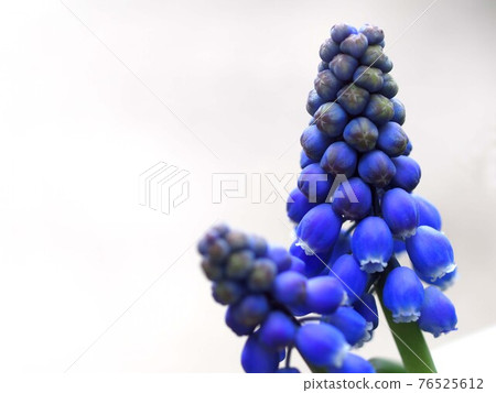 White background of Muscari buds 76525612