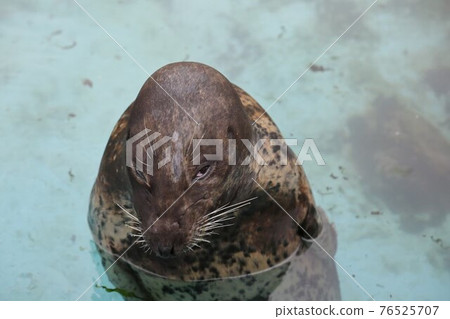 Seal in a bad mood 76525707