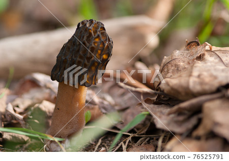 Amigasadake 76525791