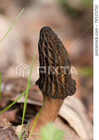 Amigasadake 76525792