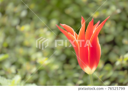 Tulips in full bloom in the spring sun Tulips in full bloom in the spring sun 76525799