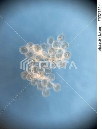 觀察青鱂卵直至孵化第 5 天 觀察青鱂卵直至孵化第 5 天 76525894