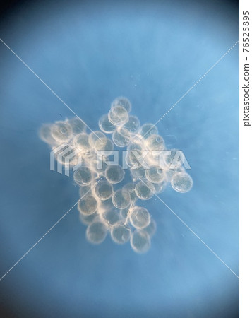 觀察青鱂卵直至孵化第 4 天 觀察青鱂卵直至孵化第 4 天 76525895
