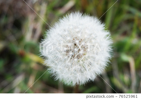 蒲公英的絨毛 蒲公英的絨毛 76525961