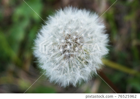 蒲公英的絨毛 蒲公英的絨毛 76525962