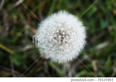 蒲公英的絨毛 蒲公英的絨毛 76525963