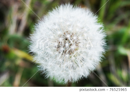 蒲公英的絨毛 蒲公英的絨毛 76525965