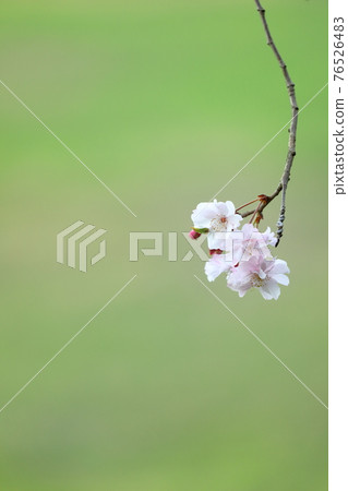 Beautifully ephemeral blooming Yae-Beni-Shidare 76526483