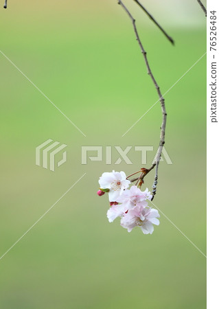 Beautifully ephemeral blooming Yae-Beni-Shidare 76526484
