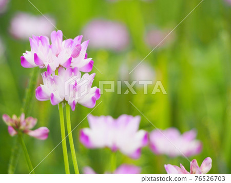 Astragalus field, natural scenery, 100 flower honey Astragalus field, natural scenery, 100 flower honey 76526703