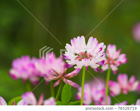 Astragalus field, natural scenery, 100 flower honey 76526719