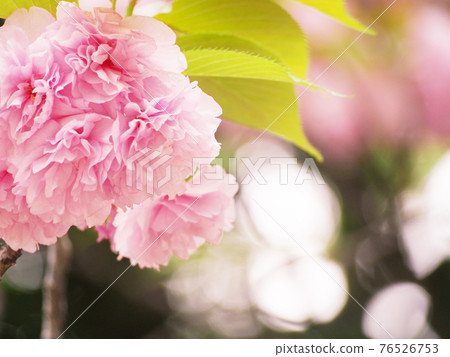 Double cherry blossom viewing 76526753