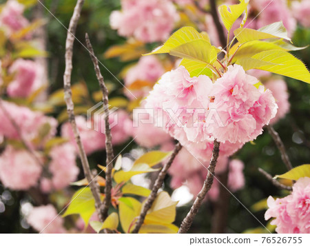 Double cherry blossom viewing 76526755