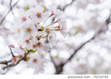 Cherry blossoms on a cloudy day 76526784