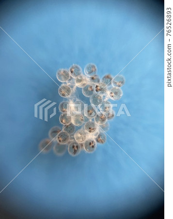 觀察青鱂卵直至孵化第 9 天 觀察青鱂卵直至孵化第 9 天 76526893