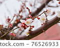 梅花盛開在枝頭 76526933