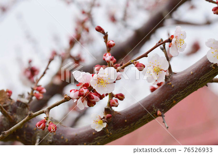 Plum blossoms blooming on the branches 76526933