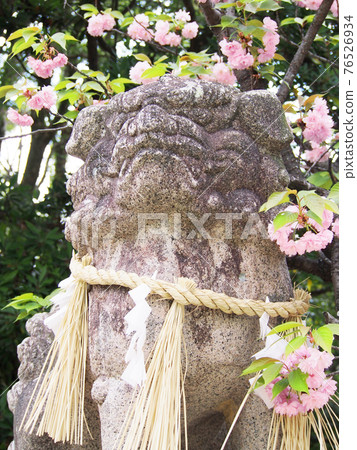 Yae Sakura Cherry Blossom Viewing Guardian Dog 76526934