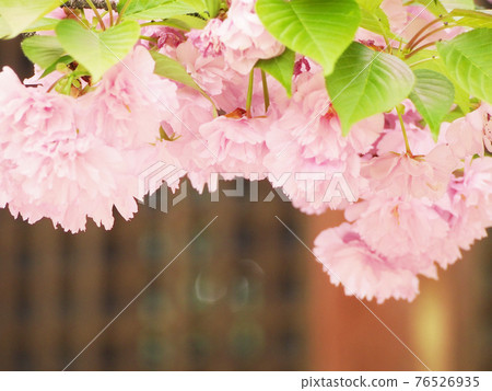 Double cherry blossom viewing 76526935