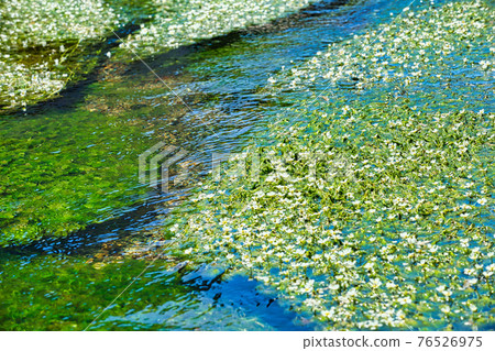 Mei flower algae Mei flower algae 76526975