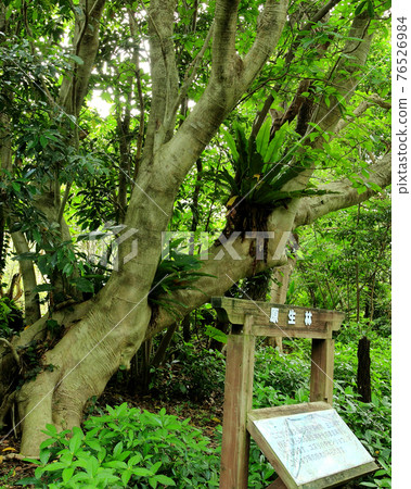 屋久島馬坦研究園 屋久島馬坦研究園 76526984