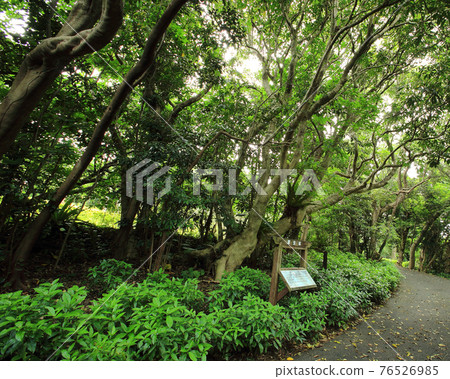 屋久島馬坦研究園 屋久島馬坦研究園 76526985