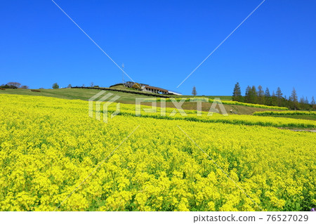 淡路花田 淡路花田 76527029