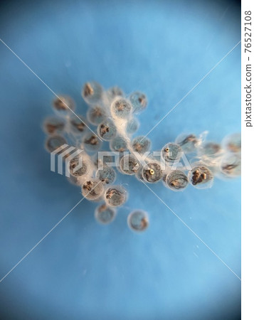 觀察青鱂卵直至孵化第 12 天 觀察青鱂卵直至孵化第 12 天 76527108