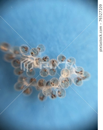 觀察青鱂卵直至孵化第 11 天 觀察青鱂卵直至孵化第 11 天 76527109