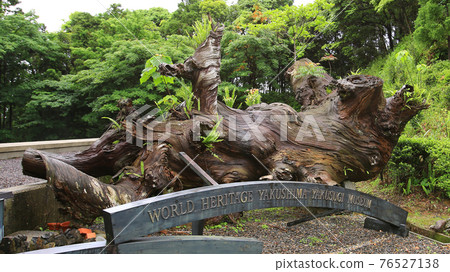 屋久島屋久杉自然景觀 屋久島屋久杉自然景觀 76527138