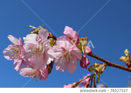 Sakura Spring has arrived 76527327