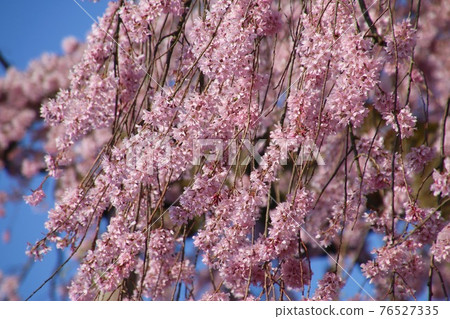 Otohime cherry blossoms in Myoseki-ji (Shirakawa City, Fukushima Prefecture) 76527335