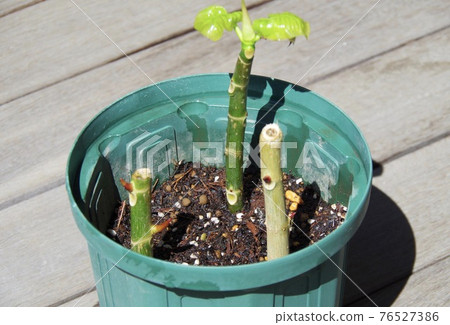 Umbellata cuttings outdoors 76527386