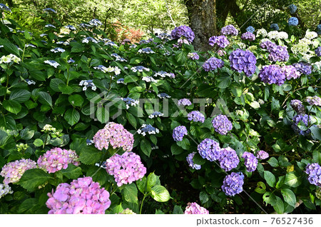 Yata寺的繡球花 76527436