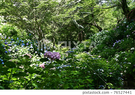 Yata寺的繡球花 76527441
