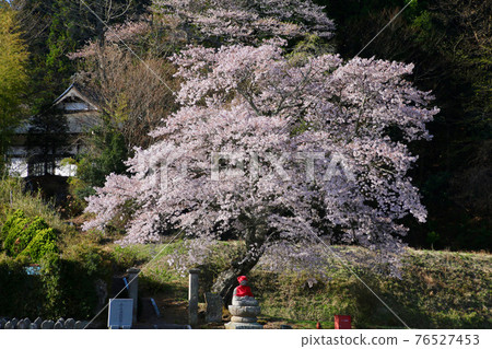 極樂寺的櫻花和地藏(福島縣白川市) 極樂寺的櫻花和地藏(福島縣白川市) 76527453