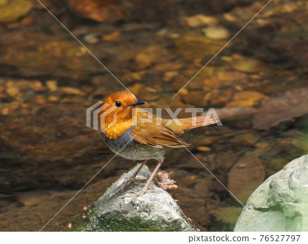 Adult male robin posing in return on a stand 76527797