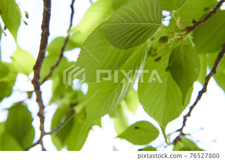 櫻桃水果櫻桃 櫻桃水果櫻桃 76527800