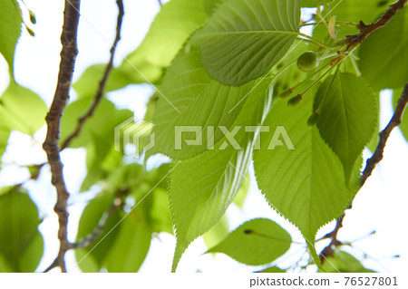 櫻桃水果櫻桃 76527801