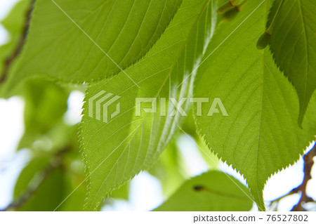 櫻桃水果櫻桃 76527802