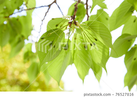 Cherry fruit cherries Cherry fruit cherries 76527816