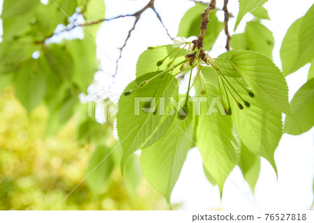 Cherry fruit cherries Cherry fruit cherries 76527818