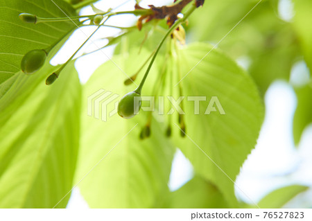 Cherry fruit cherries Cherry fruit cherries 76527823