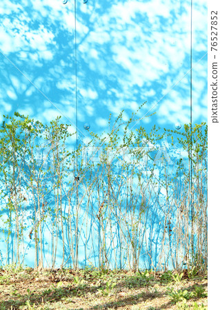 A light blue wall that reflects the shadow of fresh green A light blue wall that reflects the shadow of fresh green 76527852